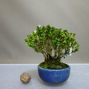~   10cm 傤ڂ Serissa japonica Thunb RE`E{N ԕ AJl nN`EQ t ӏܗp Ϗܗp i i 
