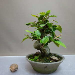 盆栽 山毛欅 ぶな 樹高 約15cm Fagus crenata ブナ ブナ科 落葉樹 鑑賞用 観賞用 小品 現品