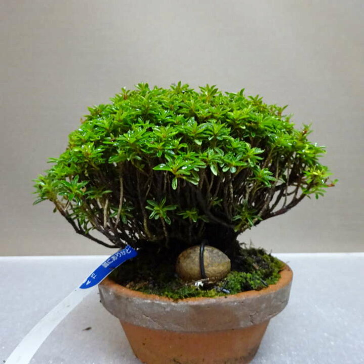 楽天市場】盆栽 皐月 早乙女小町 樹高 約8cm さつき Rhododendron 