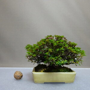 ~ H   9cm  Rhododendron indicum TcL ccW Ύ ӏܗp Ϗܗp i i