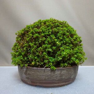 ~ H   17cm  Rhododendron indicum TcL ccW Ύ ӏܗp Ϗܗp i i 