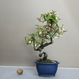 ~   23cm 񂮂 Elaeagnus JO~ O~ Ύ ӏܗp Ϗܗp i 
