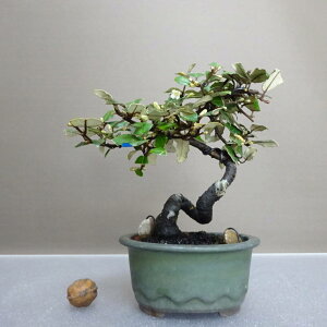 ~   16cm 񂮂 Elaeagnus JO~ O~ Ύ ӏܗp Ϗܗp i i 