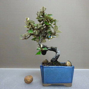 ~   17cm 񂮂 Elaeagnus JO~ O~ Ύ ӏܗp Ϗܗp i i 