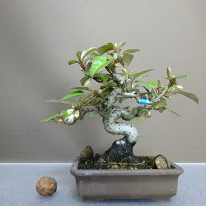 盆栽 寒茱萸 樹高 約16cm かんぐみ Elaeagnus カングミ グミ科 常緑樹 鑑賞用 観賞用 小品 現品