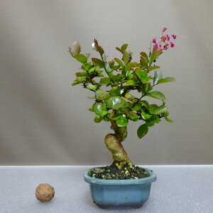 ~ Sg  20cm 邷ׂ TXx ~\nM TXx t ӏܗp Ϗܗp i i 