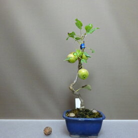 盆栽 姫林檎 姫津軽りんご 樹高 約29cm ひめりんご Malus prunifolia ヒメリンゴ バラ科 リンゴ属 落葉樹 鑑賞用 観賞用 現品 送料無料