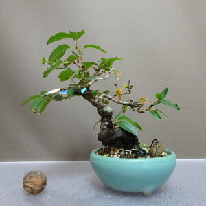 ~  \  15cm  TN o t ӏܗp Ϗܗp i i 