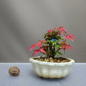 ~ gt óX  9cm ݂ Acer palmatum ~W JGf t ӏܗp Ϗܗp i i