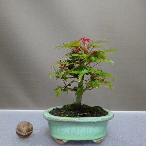 盆栽 紅葉 出猩々 樹高 約12cm もみじ Acer palmatum モミジ カエデ科 落葉樹 鑑賞用 観賞用 小品 現品
