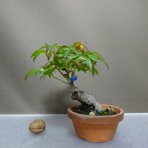 ~ gt  12cm ݂ Acer palmatum ~W JGf t ӏܗp Ϗܗp i i 