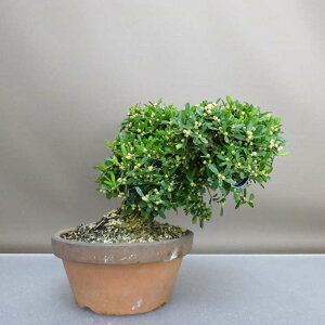 ~ pk  16cm  ^CcQ ѐA cQ Ύ ӏܗp Ϗܗp i i