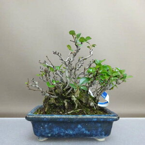 ~ ~ ~  19.5cm 傤΂ `EWoC o {P t ӏܗp Ϗܗp i i