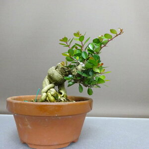 ~ j  16cm ͂܂ Maytenus diversifolia nc}TL 鐫 jVLM nc}TL Ύ Ϗܗp i i 