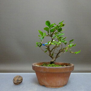 ~ GSmL  13cm ̂ Styrax japonicus GSmL t Ϗܗp i i