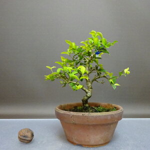 ~ GSmL  16cm ̂ Styrax japonicus GSmL t ӏ Ϗܗp i i 