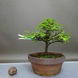 ~ |  13cm ̂ Celtis sinensis GmL AT GmL t Ϗܗp i i 