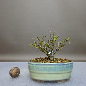 ~ |  7.5cm ̂ Celtis sinensis GmL AT GmL t Ϗܗp ~j~ i i