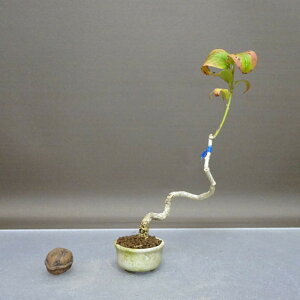 ~ ^|   19cm ܂ Euonymus sieboldianus }~ jVLM tLt ӏܗp Ϗܗp i i