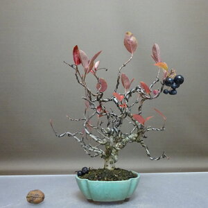 ~ m  28cm 悤܂ ZCEJ}cJ  o t ӏ Ϗܗp i 