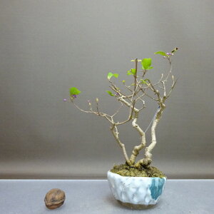 ~   18.5cm ނ炳 Callicarpa japonica TLVLu  N}cd TLVLu t ӏ Ϗܗp i i