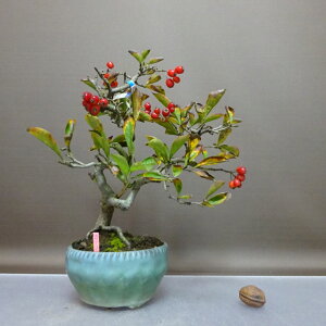 ~   26cm ܂ Pourthiaea villosa J}cJ Ԏ o t ӏ Ϗܗp i