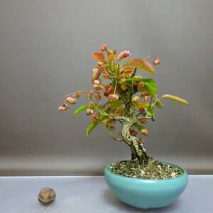 ~ ^|   20cm ܂ Euonymus sieboldianus }~ WsN jVLM tLt ӏܗp Ϗܗp i i 