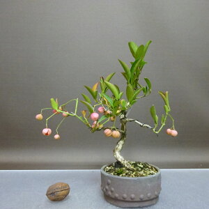 ~ ^|   20cm ܂ Euonymus sieboldianus }~ WsN jVLM tLt ӏܗp Ϗܗp i i