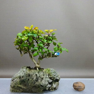 �~�� �ږ� ���� ��12cm �߂� ���M ���M�� ���t�� �ӏܗp �Ϗܗp ���i ���i