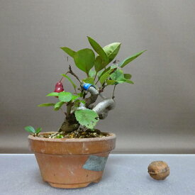 盆栽 姫美好 樹高 約12cm ひめびこう ヒメビコウ バラ科 リンゴ属 落葉樹 鑑賞 観賞用 小品 現品 送料無料