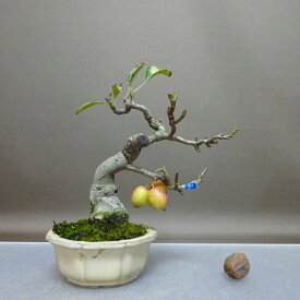 盆栽 姫林檎 樹高 約18cm ひめりんご Malus prunifolia ヒメリンゴ バラ科 リンゴ属 落葉樹 鑑賞 観賞用 小品 現品 送料無料