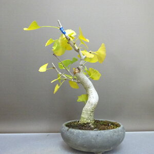 ~   23cm 傤 Ginkgo biloba C`E gt C`E t ӏ Ϗܗp i