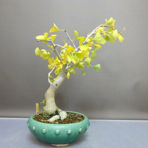 ~   30cm 傤 Ginkgo biloba C`E gt C`E t ӏ Ϗܗp i