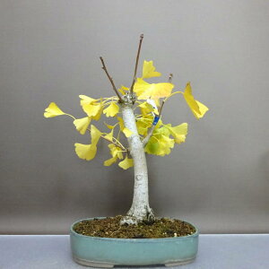 ~   30cm 傤 Ginkgo biloba C`E gt C`E t ӏ Ϗܗp i