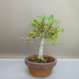 ~ O   18.5cm ₫ Zelkova serrata PL gt j PL t ӏ Ϗܗp i i 