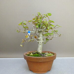 ~ O   17cm ₫ Zelkova serrata PL gt j PL t ӏ Ϗܗp i i 