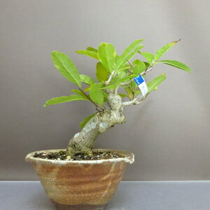 ~ PԂ  22cm Ђ߂Ԃ Magnolia tomentosa qRuV N N t ӏܗp Ϗܗp i