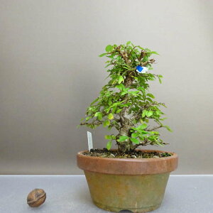 ~ O  16.5cm ɂꂯ₫ Ulmus parvifolia jPL gt j t Ϗܗp i i 