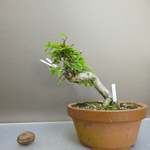 ~ O  13cm ɂꂯ₫ Ulmus parvifolia jPL gt j t Ϗܗp i i 