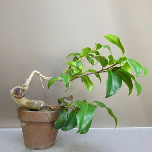 �~�� �� ���� ��21cm �΂� Camellia japonica �c�o�L �c�o�L�� ��Ύ� �ӏܗp �Ϗܗp ���i ��������