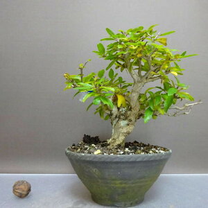 ~ Ξ  17.5cm  Punica granatum UN ~\nM UN t Ϗܗp i i