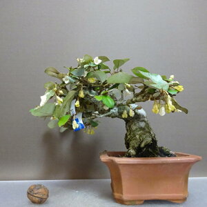 ~   13.5cm 񂮂 Elaeagnus JO~ O~ Ύ ӏܗp Ϗܗp i i