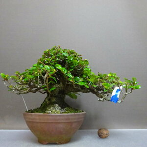 ~ P  25.5cm Ђ Eurya japonica var. japonica qTJL bRN qTJL Ύ ӏ Ϗܗp i