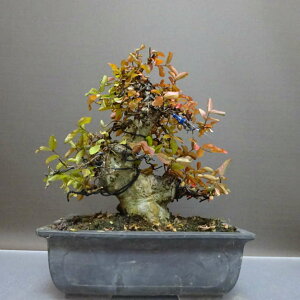 ~ Sg  20cm 邷ׂ TXx ~\nM TXx t ӏܗp Ϗܗp i i