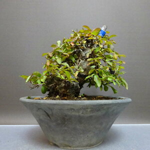 ~ Sg  15cm 邷ׂ TXx ~\nM TXx t ӏܗp Ϗܗp i i