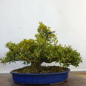 ~ pk   24cm  ^CcQ ѐA cQ Ύ ӏܗp Ϗܗp i