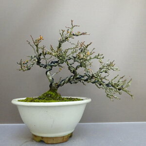 ~ ~ ~   22cm 傤΂ Chaenomeles japonica 'Chojubai' `EWoC o {P t ӏܗp Ϗܗp i 
