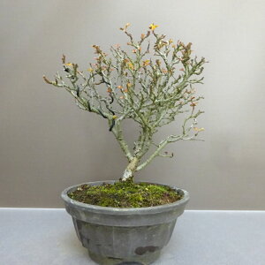 ~ ~ ~   26cm 傤΂ Chaenomeles japonica 'Chojubai' `EWoC o {P t ӏܗp Ϗܗp i 
