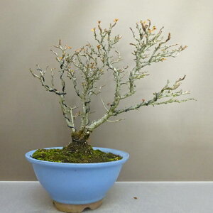 ~ ~ ~  29cm 傤΂ Chaenomeles japonica 'Chojubai' `EWoC o {P t ӏܗp Ϗܗp i 
