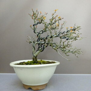 ~ ~ ~   25cm 傤΂ Chaenomeles japonica 'Chojubai' `EWoC o {P t ӏܗp Ϗܗp i 